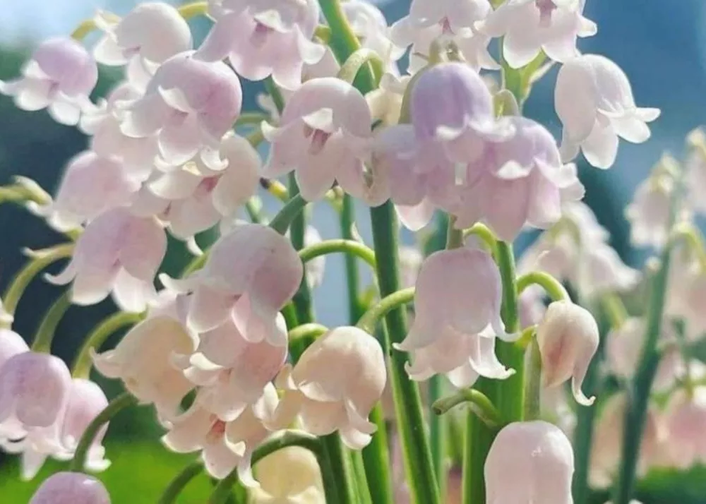 muguet